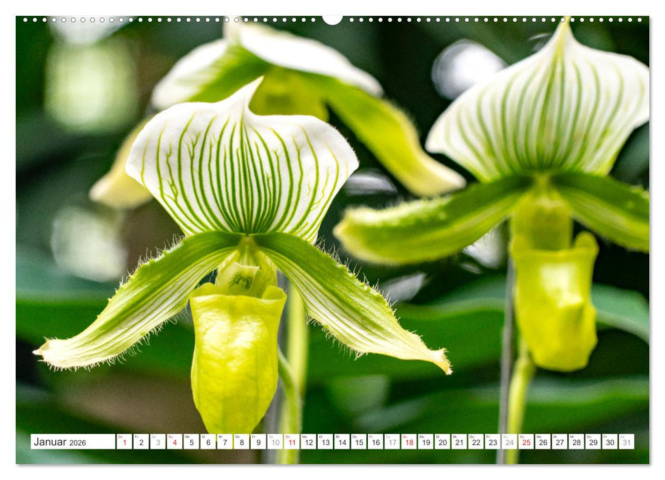 Orchidaceae - Orchideen (CALVENDO Premium Wandkalender 2026)