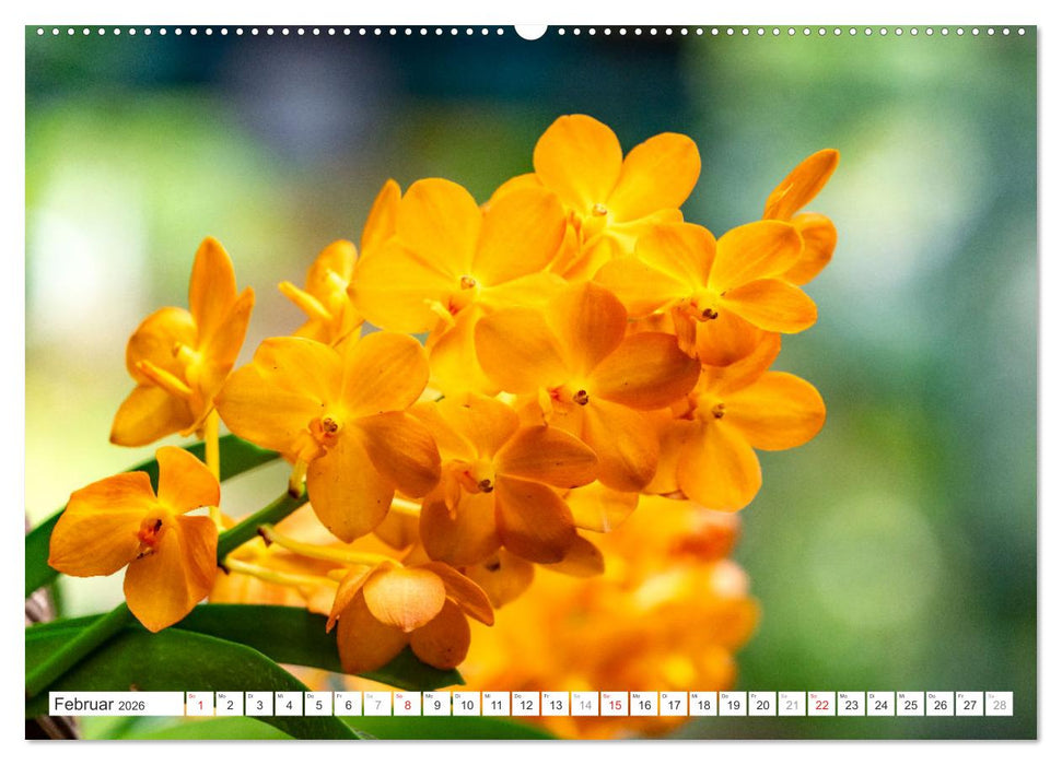Orchidaceae - Orchideen (CALVENDO Premium Wandkalender 2026)