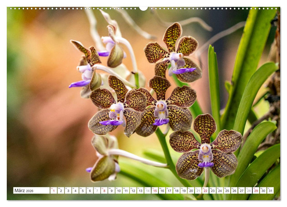 Orchidaceae - Orchideen (CALVENDO Premium Wandkalender 2026)
