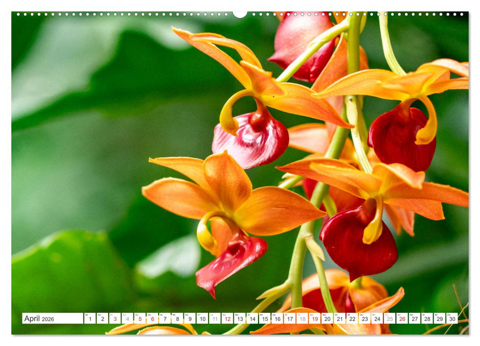 Orchidaceae - Orchideen (CALVENDO Premium Wandkalender 2026)