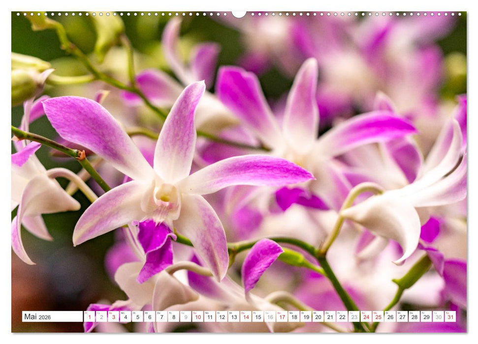 Orchidaceae - Orchideen (CALVENDO Premium Wandkalender 2026)