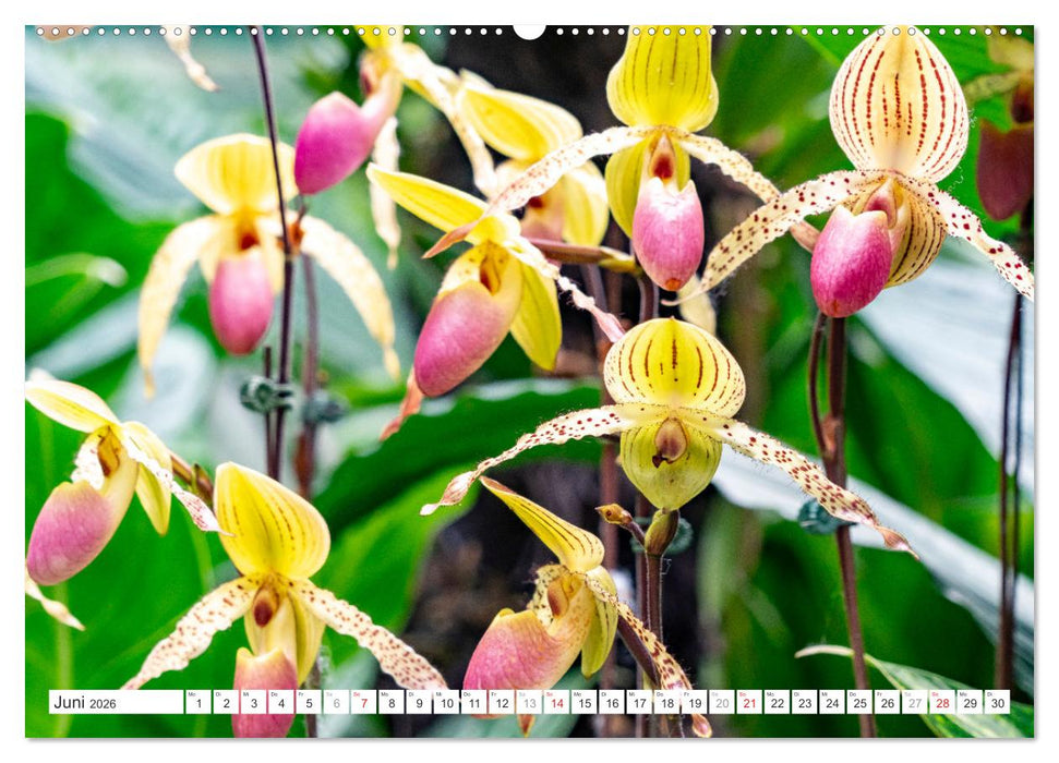 Orchidaceae - Orchideen (CALVENDO Premium Wandkalender 2026)