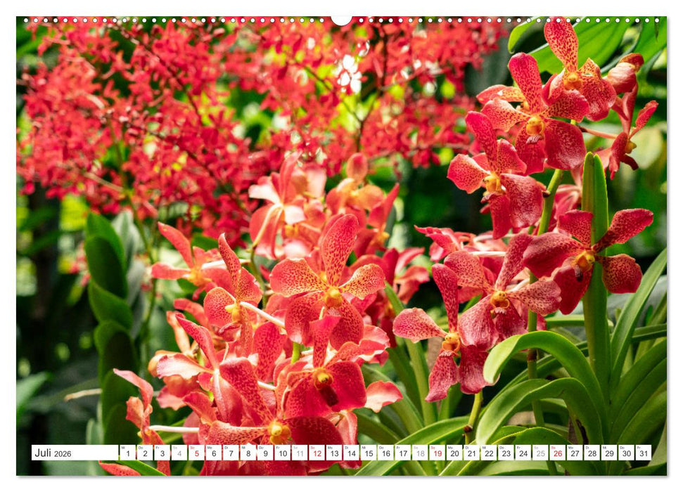 Orchidaceae - Orchideen (CALVENDO Premium Wandkalender 2026)