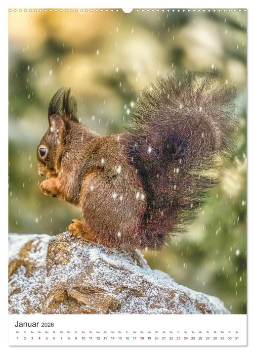 Niedlicher Nager - Das Eichhörnchen (CALVENDO Premium Wandkalender 2026)