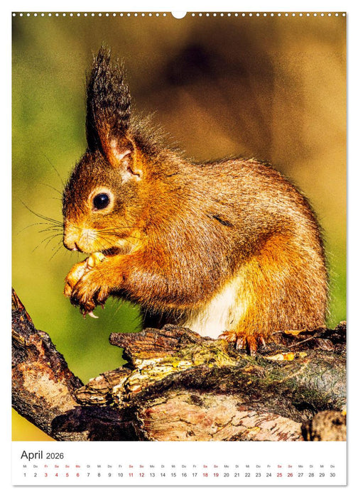 Niedlicher Nager - Das Eichhörnchen (CALVENDO Premium Wandkalender 2026)