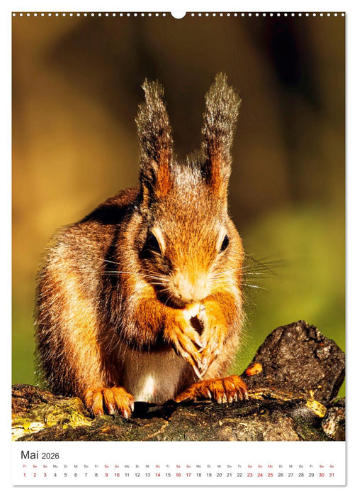 Niedlicher Nager - Das Eichhörnchen (CALVENDO Premium Wandkalender 2026)
