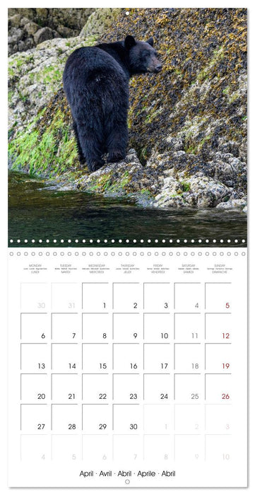 Wildlife in Alaska (CALVENDO Monthly Calendar 2026)