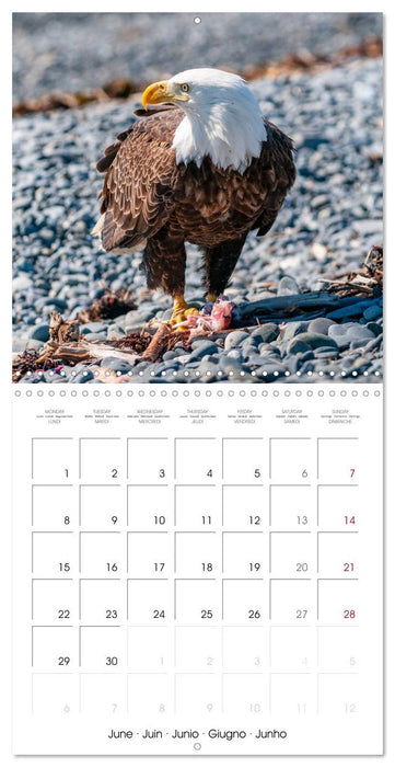 Wildlife in Alaska (CALVENDO Monthly Calendar 2026)