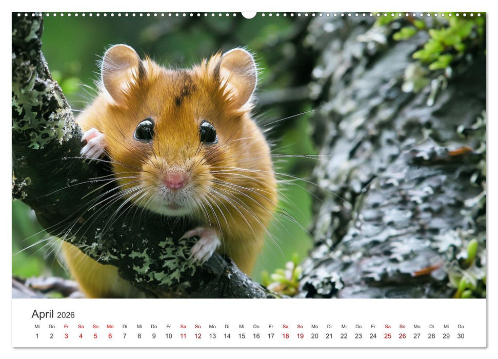 Wild und flauschig - Hamster - Abenteuer in freier Natur (CALVENDO Wandkalender 2026)