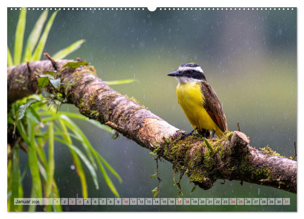 Phantastische Vogelwelt Costa Rica (CALVENDO Wandkalender 2026)