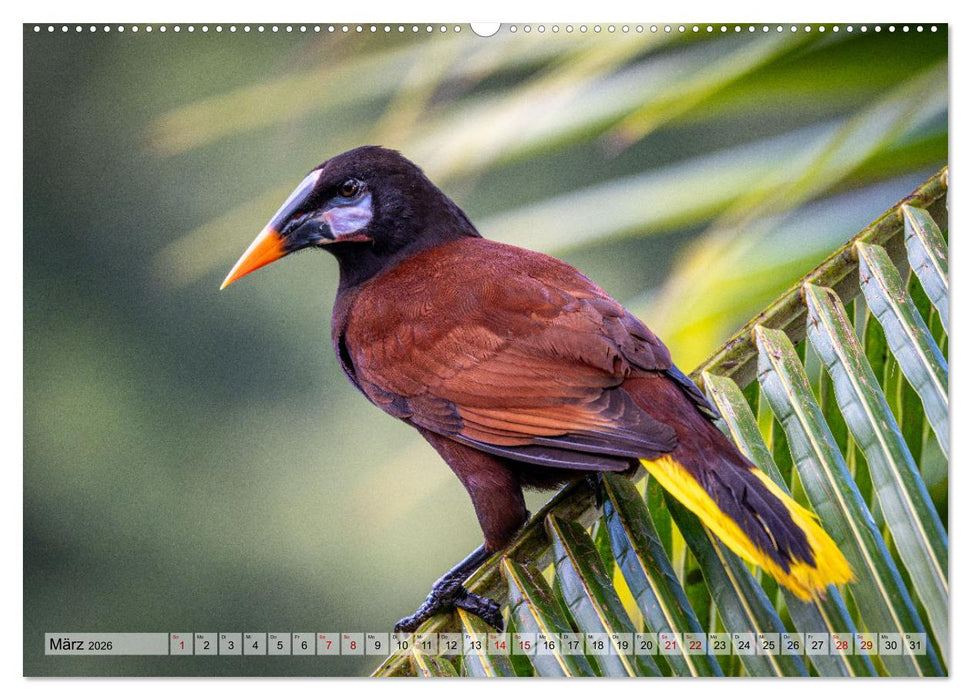Phantastische Vogelwelt Costa Rica (CALVENDO Wandkalender 2026)