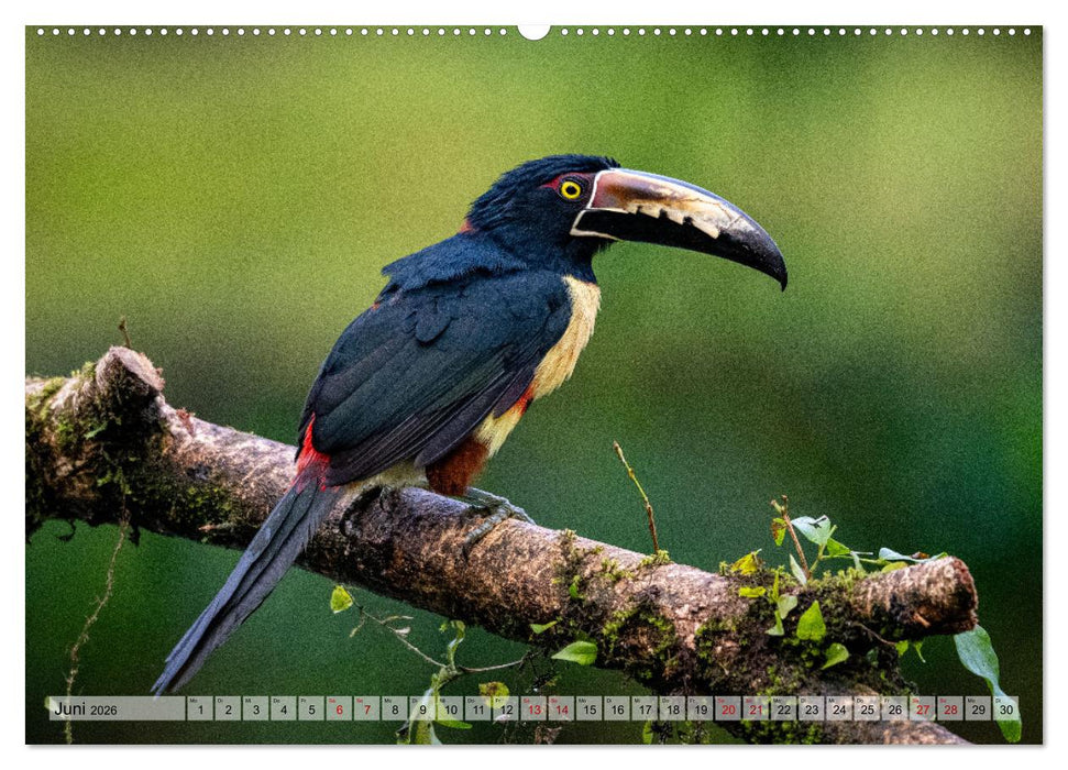 Phantastische Vogelwelt Costa Rica (CALVENDO Wandkalender 2026)