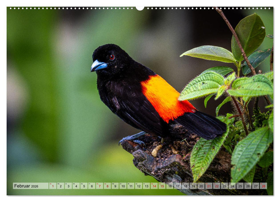 Phantastische Vogelwelt Costa Rica (CALVENDO Premium Wandkalender 2026)