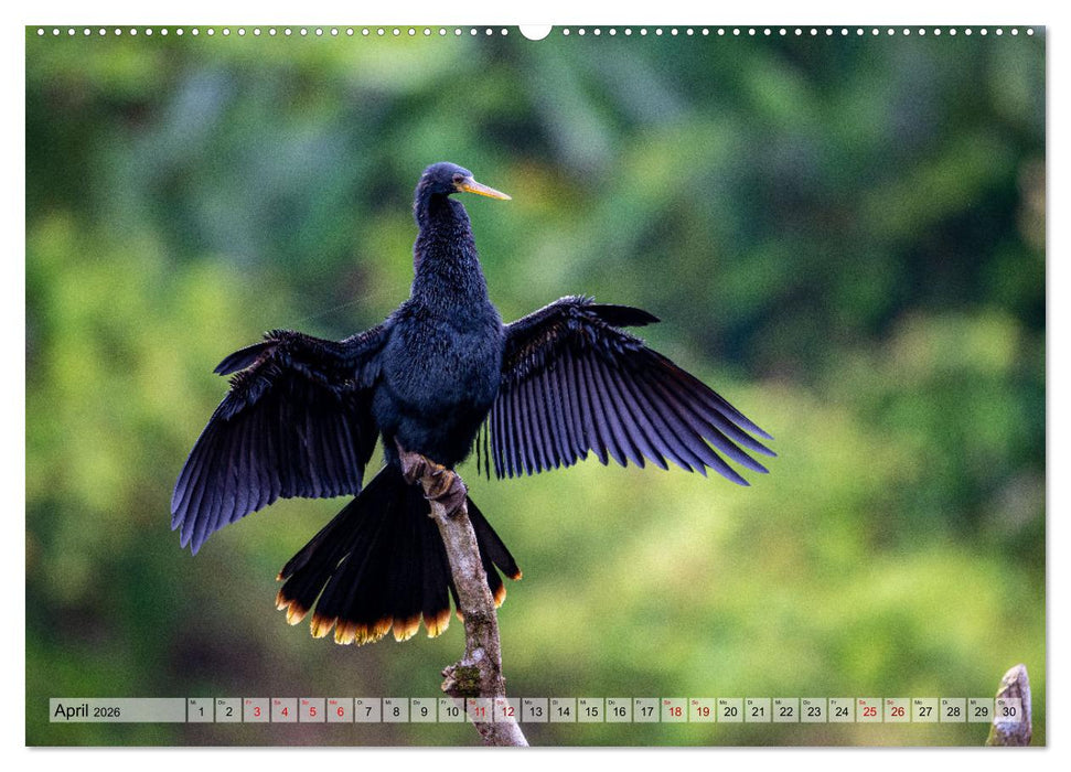 Phantastische Vogelwelt Costa Rica (CALVENDO Premium Wandkalender 2026)