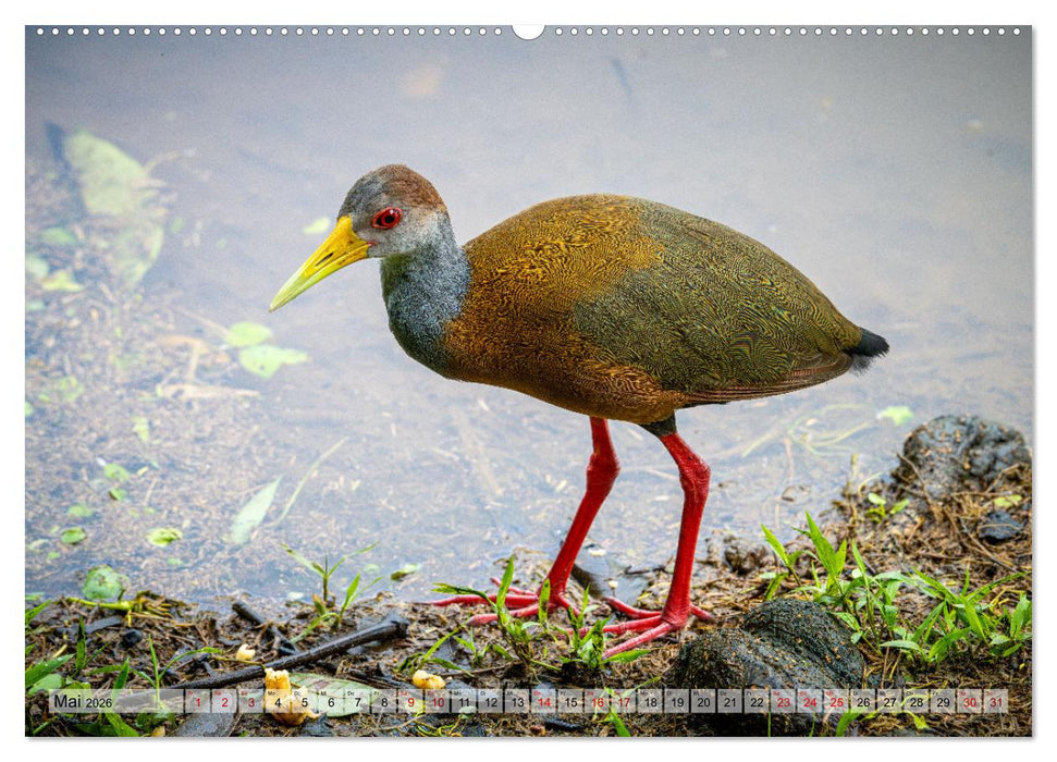 Phantastische Vogelwelt Costa Rica (CALVENDO Premium Wandkalender 2026)
