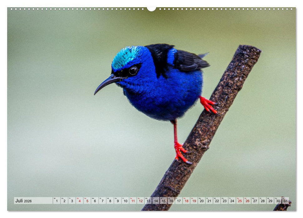 Phantastische Vogelwelt Costa Rica (CALVENDO Premium Wandkalender 2026)