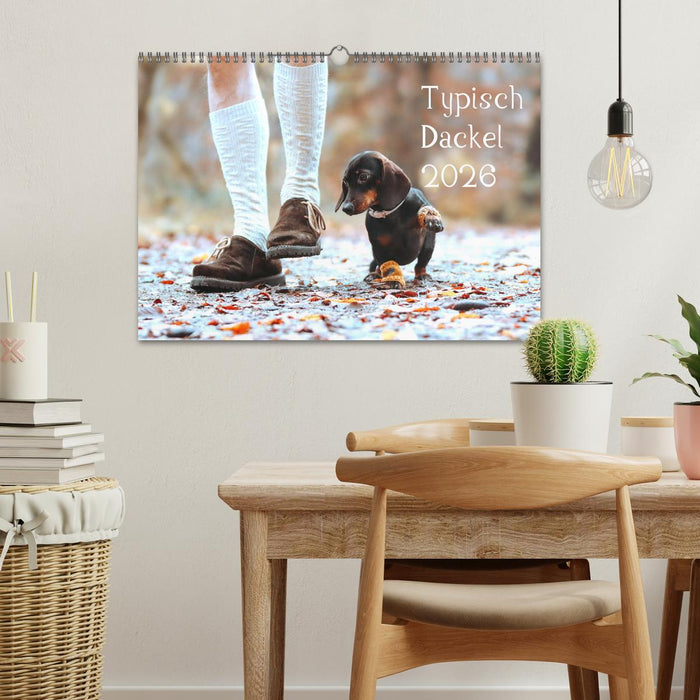 Typisch Dackel 2026 (CALVENDO Wandkalender 2026)