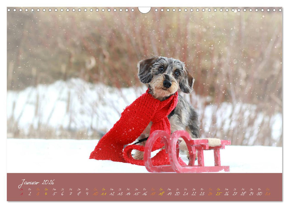 Typisch Dackel 2026 (CALVENDO Wandkalender 2026)