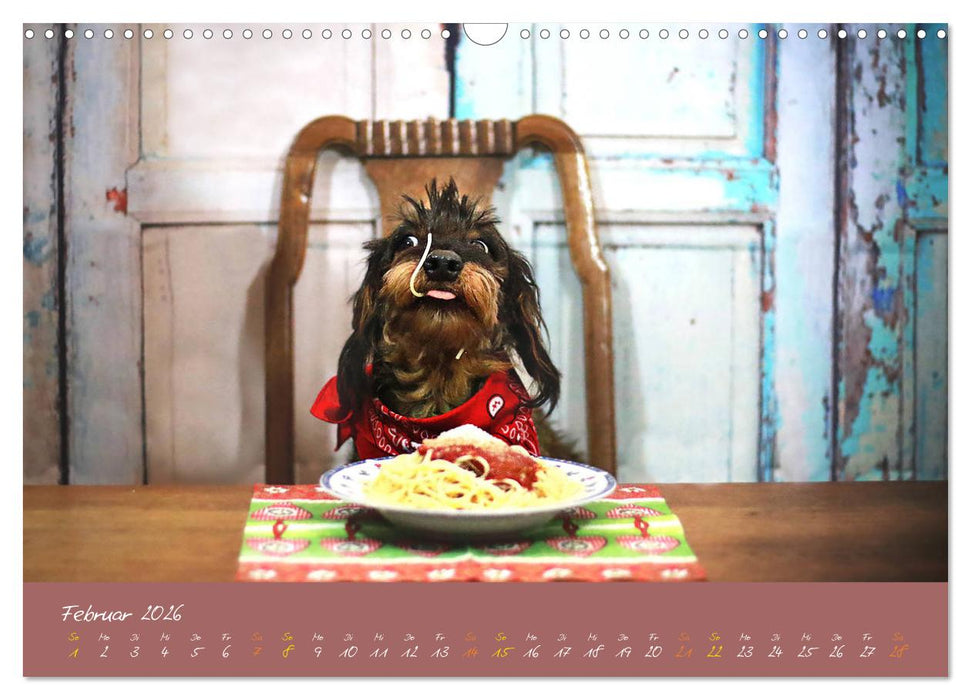 Typisch Dackel 2026 (CALVENDO Wandkalender 2026)