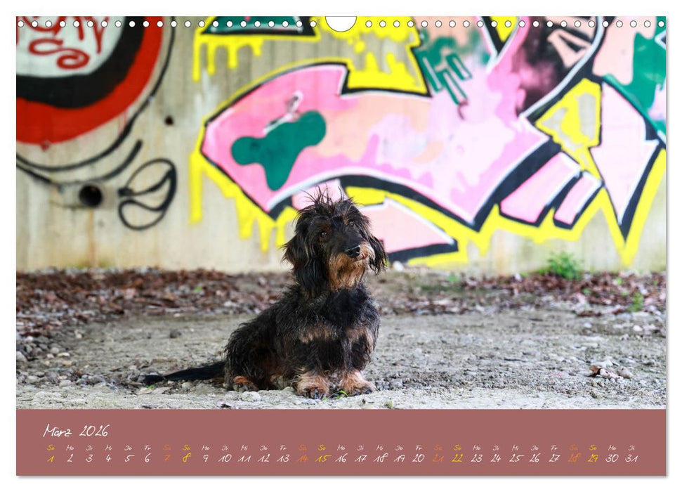 Typisch Dackel 2026 (CALVENDO Wandkalender 2026)