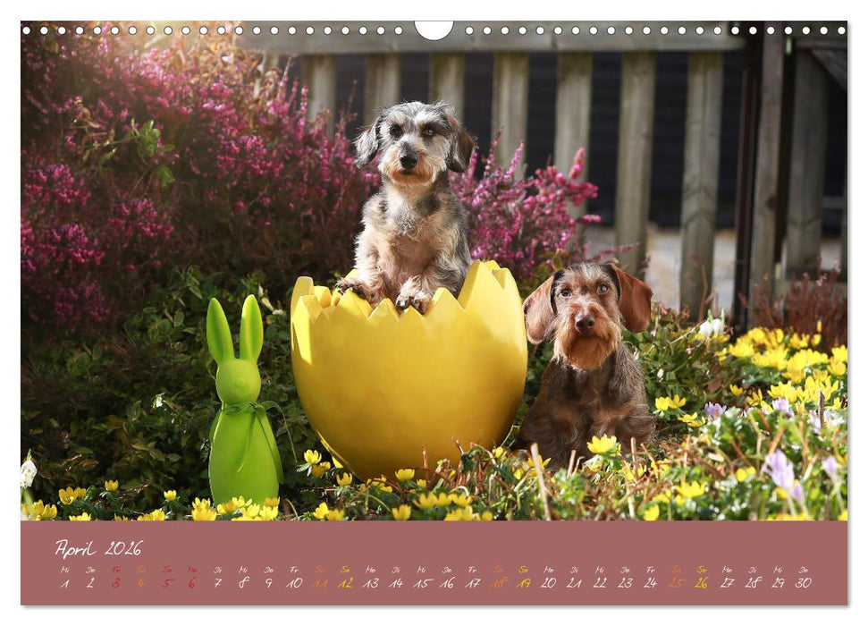 Typisch Dackel 2026 (CALVENDO Wandkalender 2026)