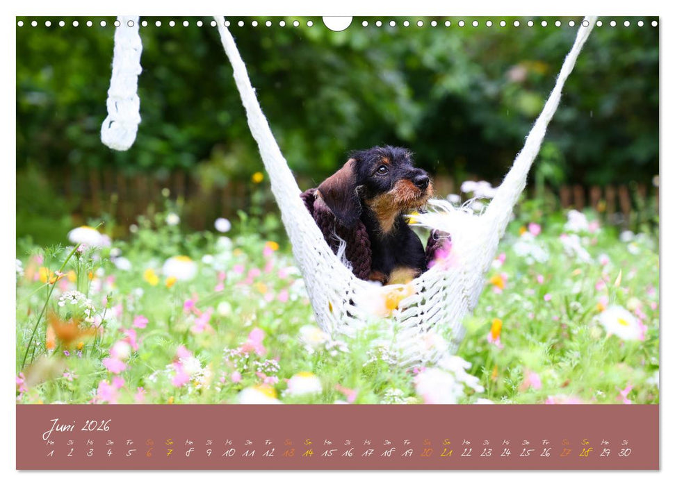 Typisch Dackel 2026 (CALVENDO Wandkalender 2026)
