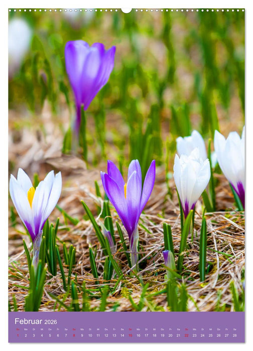 Blütenzauber der Alm (CALVENDO Wandkalender 2026)
