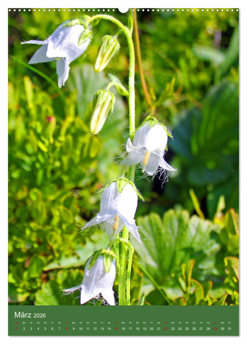 Blütenzauber der Alm (CALVENDO Wandkalender 2026)