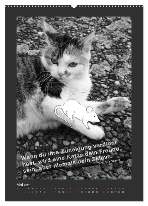 Katz & Maus (CALVENDO Premium Wandkalender 2026)