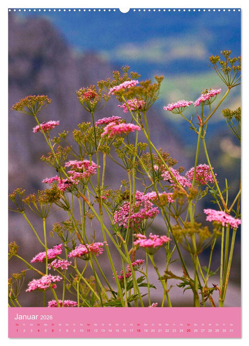 Blütenzauber der Alm (CALVENDO Premium Wandkalender 2026)