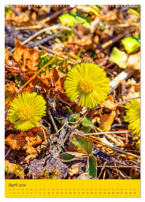 Blütenzauber der Alm (CALVENDO Premium Wandkalender 2026)