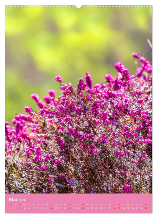 Blütenzauber der Alm (CALVENDO Premium Wandkalender 2026)