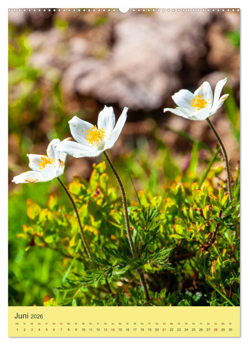 Blütenzauber der Alm (CALVENDO Premium Wandkalender 2026)