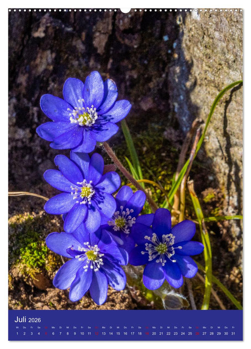 Blütenzauber der Alm (CALVENDO Premium Wandkalender 2026)