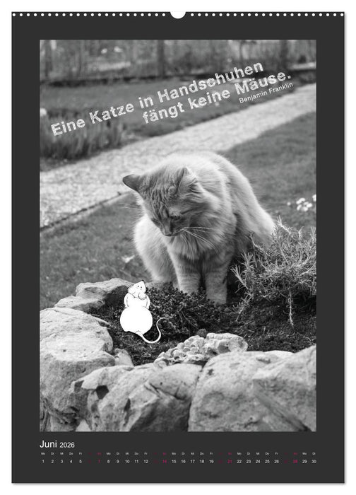 Katz & Maus (CALVENDO Wandkalender 2026)