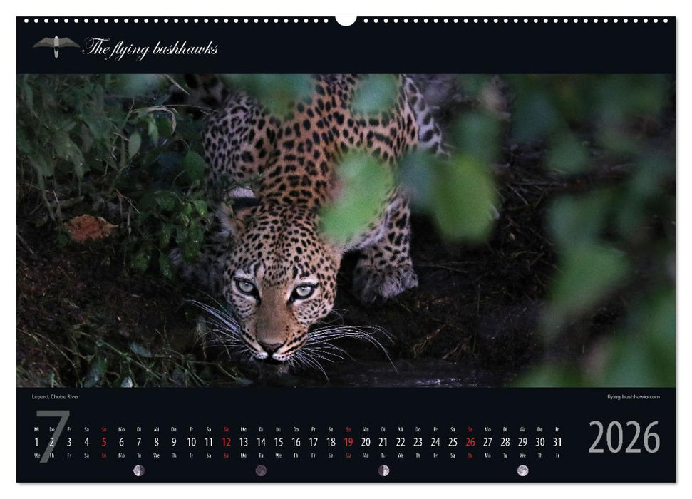 Botswana Blickwinkel 2026 (CALVENDO Premium Wandkalender 2026)