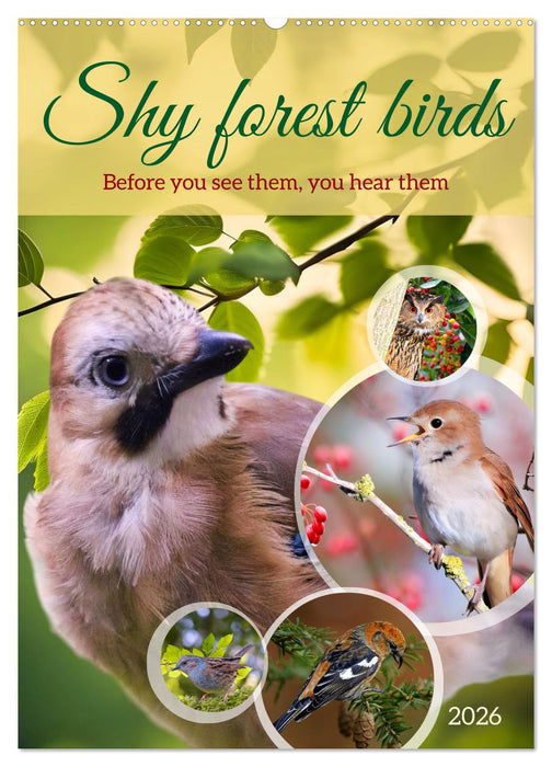 Shy forest birds (CALVENDO Monthly Calendar 2026)