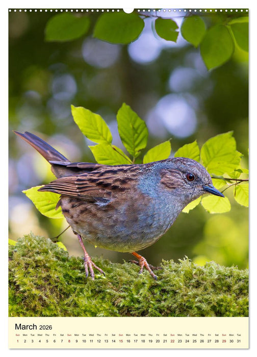 Shy forest birds (CALVENDO Monthly Calendar 2026)