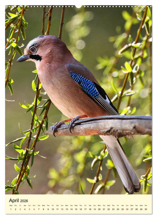 Shy forest birds (CALVENDO Monthly Calendar 2026)