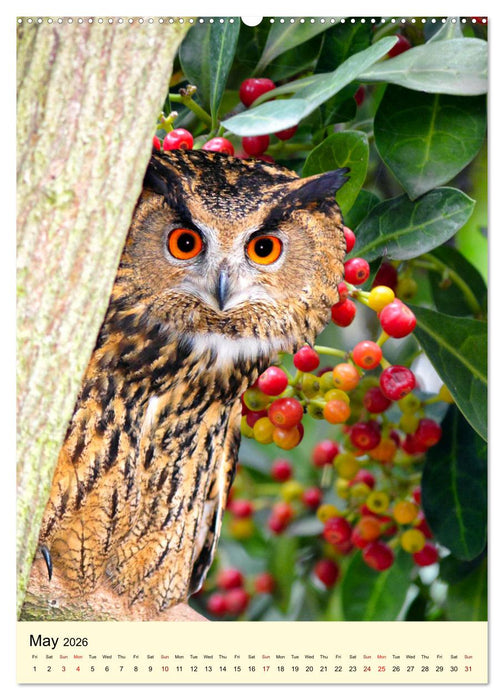 Shy forest birds (CALVENDO Monthly Calendar 2026)