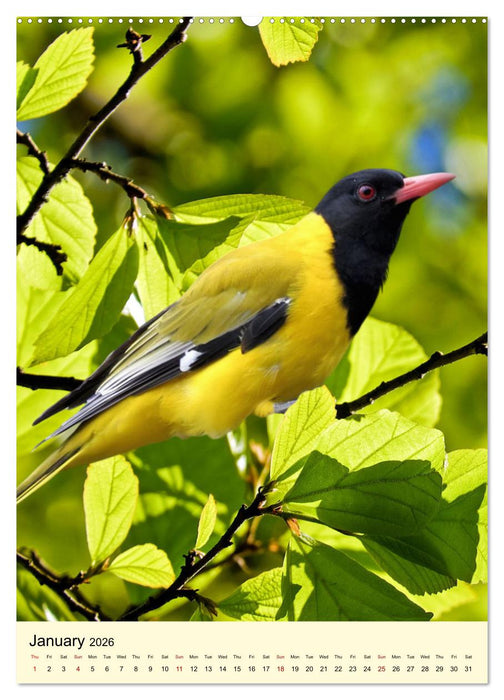 Shy forest birds (CALVENDO Premium-Calendar 2026)