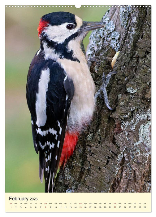 Shy forest birds (CALVENDO Premium-Calendar 2026)