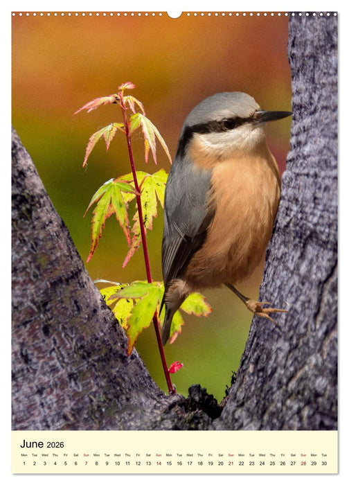 Shy forest birds (CALVENDO Premium-Calendar 2026)