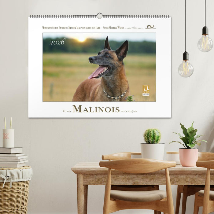 Mit dem Malinois durch das Jahr (CALVENDO Wandkalender 2026)