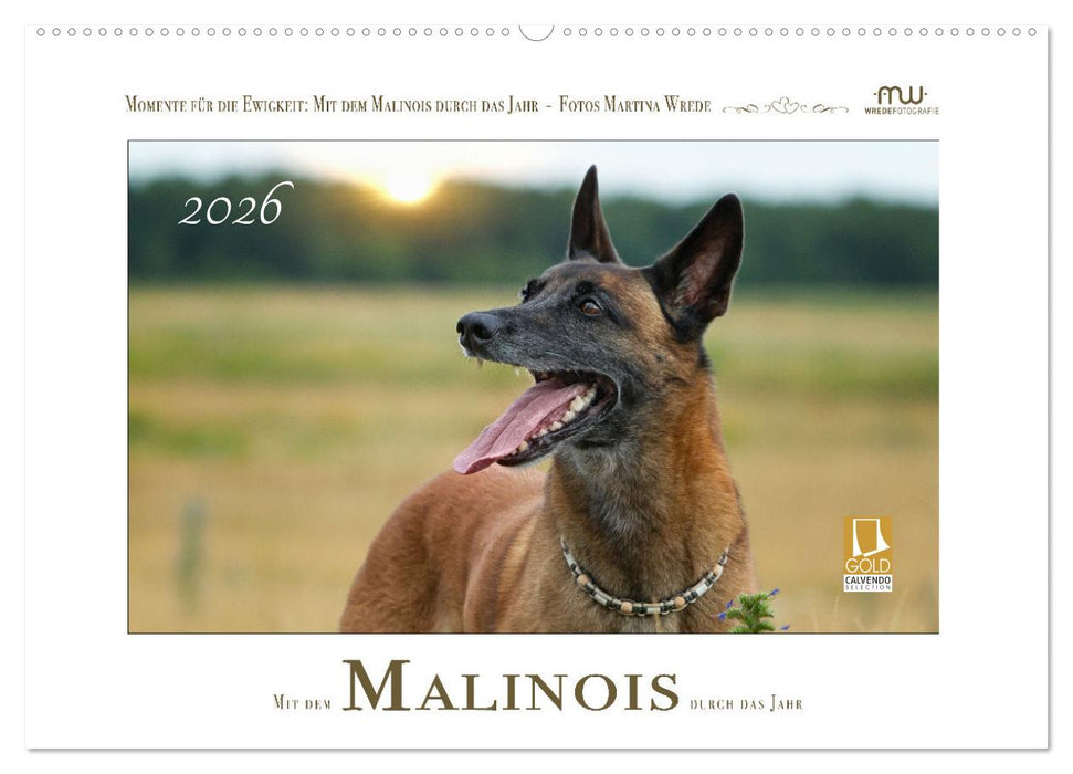 Mit dem Malinois durch das Jahr (CALVENDO Wandkalender 2026)