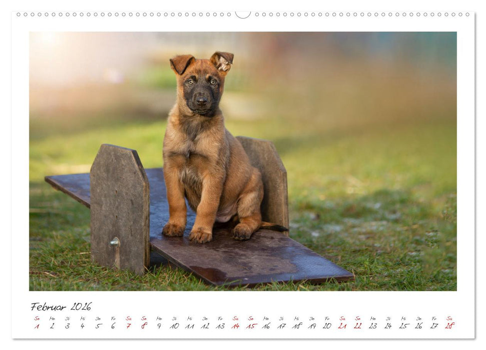 Mit dem Malinois durch das Jahr (CALVENDO Wandkalender 2026)