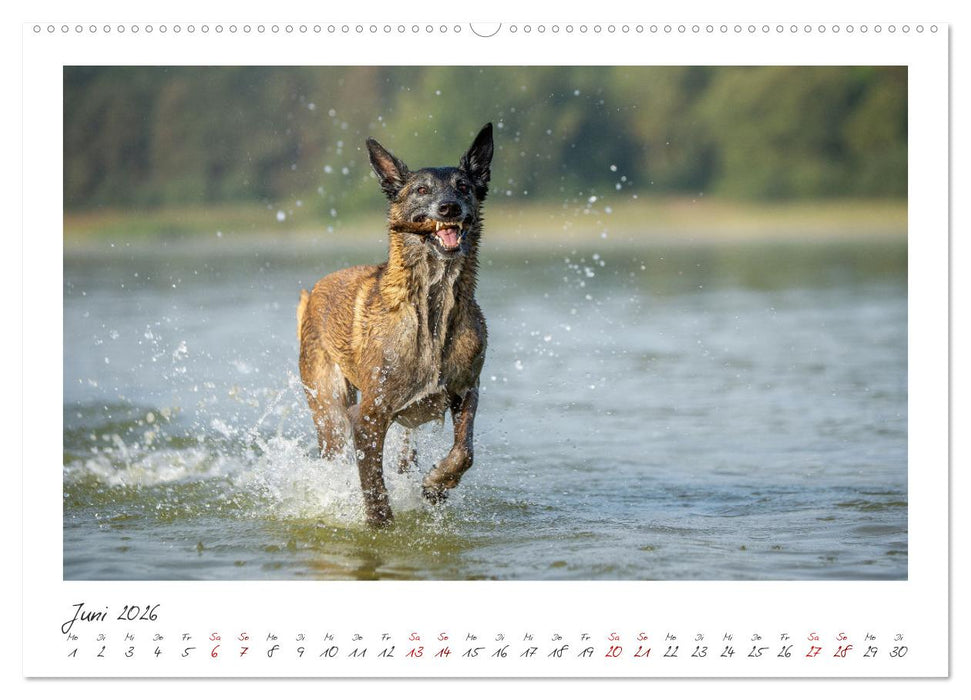 Mit dem Malinois durch das Jahr (CALVENDO Wandkalender 2026)