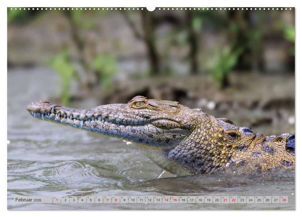 Tropenparadies zwischen Ozeanen Costa Rica (CALVENDO Wandkalender 2026)