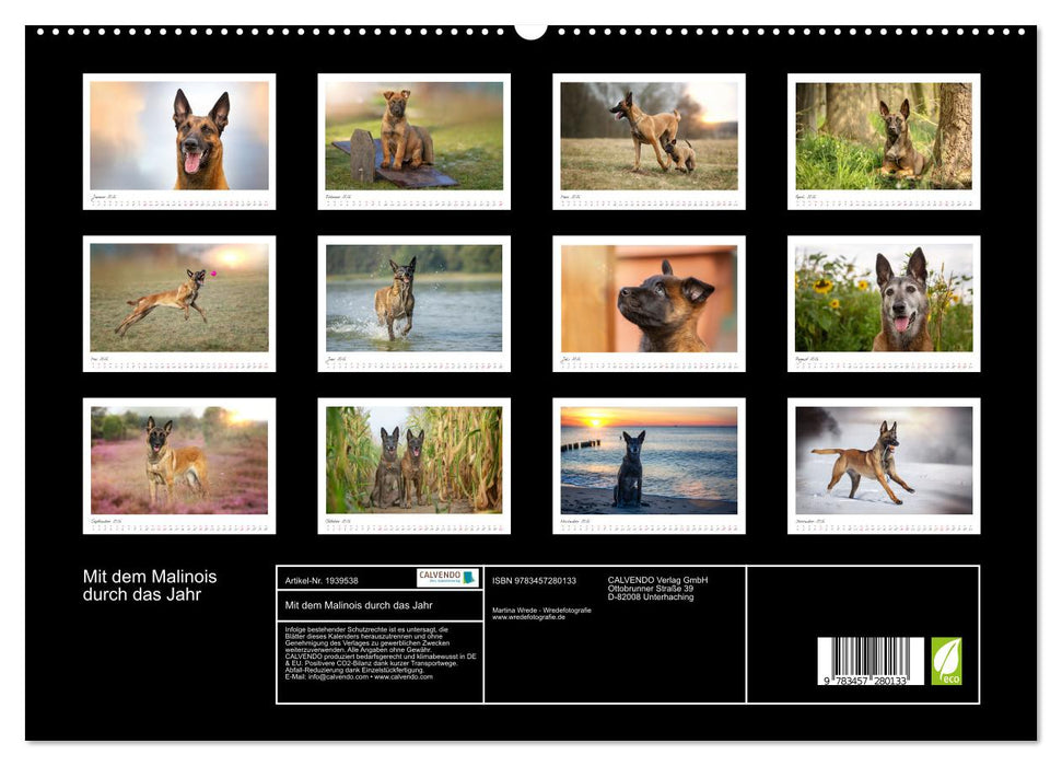 Mit dem Malinois durch das Jahr (CALVENDO Premium Wandkalender 2026)