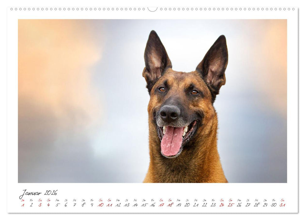 Mit dem Malinois durch das Jahr (CALVENDO Premium Wandkalender 2026)